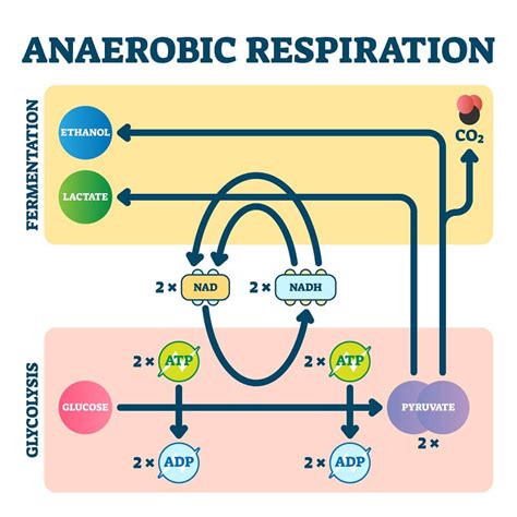 aerobic respiration produces more atp than anaerobic respiration